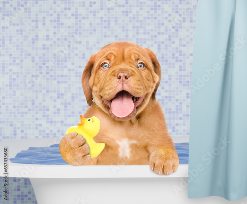 Happy Mastiff puppy takes the bath and plays with rubber duck