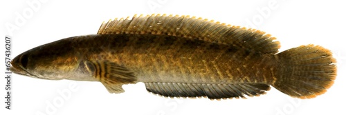 Dwarf snakehead, Red-tailed Snakehead (Channa gachua), Fish in the Mekong River, Thailand photo