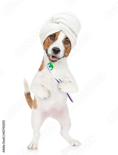 Jack russell terrier puppy with towel on it head  holds toothbrush with toothpaste. isolated on white background © Ermolaev Alexandr