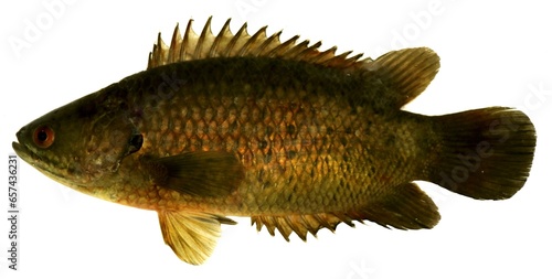 Climbing Perch, Anabas testudineus (Bloch, 1792), Fish in the Mekong River, Thailand
