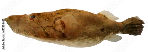 Pao suvattii (Sontirat , Soonthornsatit, 1985), Fish in the Mekong River, Thailand