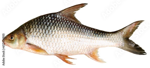 Cosmochilus harmandi Sauvage, 1878, Fish in the Mekong River, Thailand