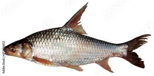 Cyclocheilos enoplos Bleeker, 1850 , Fish in the Mekong River, Thailand