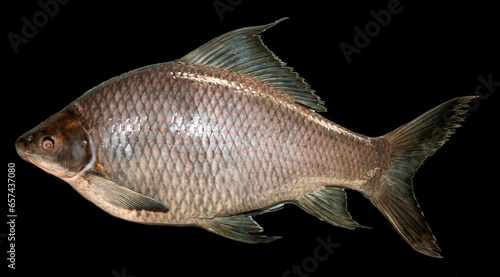 Labeo chrysophekadian (Bleeker, 1850), Fish in the Mekong River, Thailand