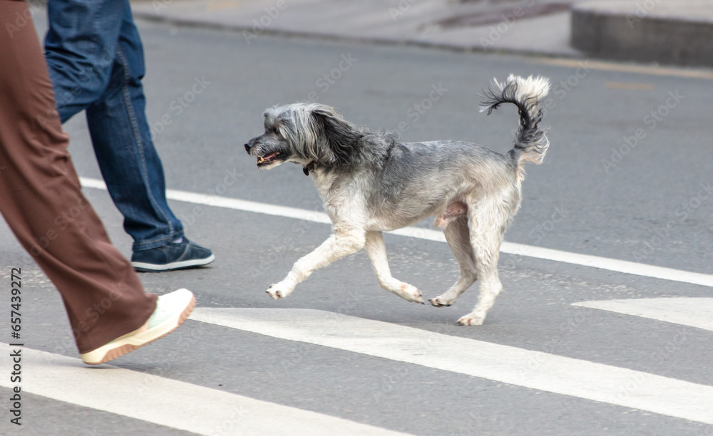 A dog walks along a zebra crossing A dog walks along a zebra crossing