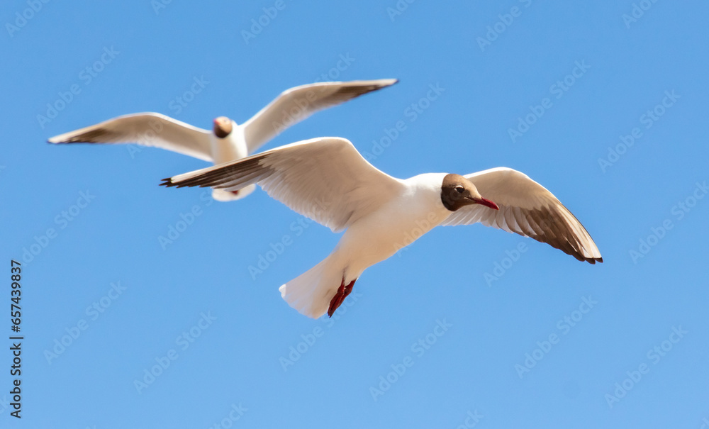 Seagulls in flight against the sky Seagulls in flight against the sky