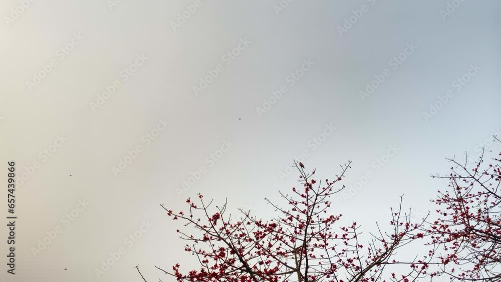 red silk cotton tree attracting insects for pollination, eagle fly away later. Bangladesh scenery