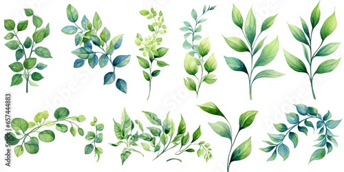 Watercolor botanical illustrations. Summer palette. Greenery and floral delights on white background isolated. Rustic elegance. Hand drawn collection. Eucalyptus dreams. Nature green beauty