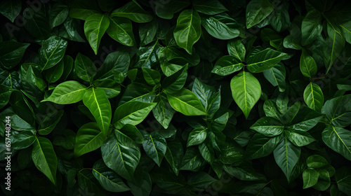 Lush Green Leaves Nature