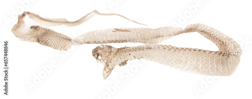 The skin of a snake isolated on a white background photo