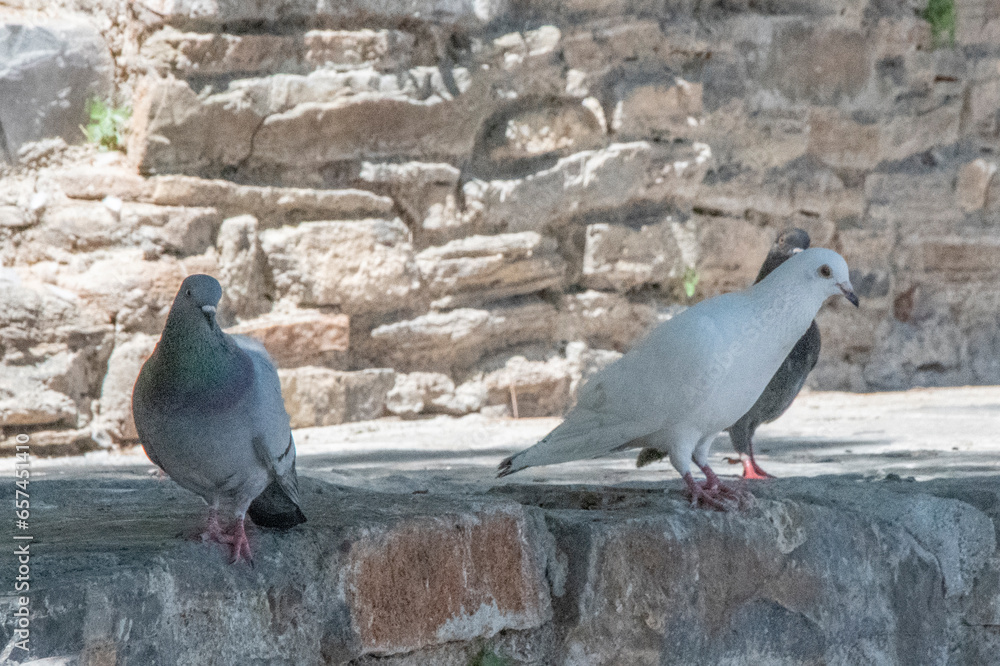 Fototapeta premium Pigeons Crète
