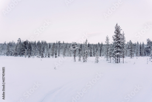 a fabulous winter forest covered with white snow far beyond the Arctic Circle on a frosty winter clear day