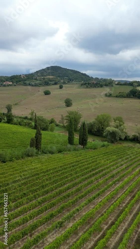 Aerial view of vineyard and olive plantations in Tuscany, Italy