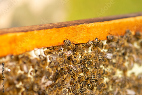 Working bees on combs, honey production.