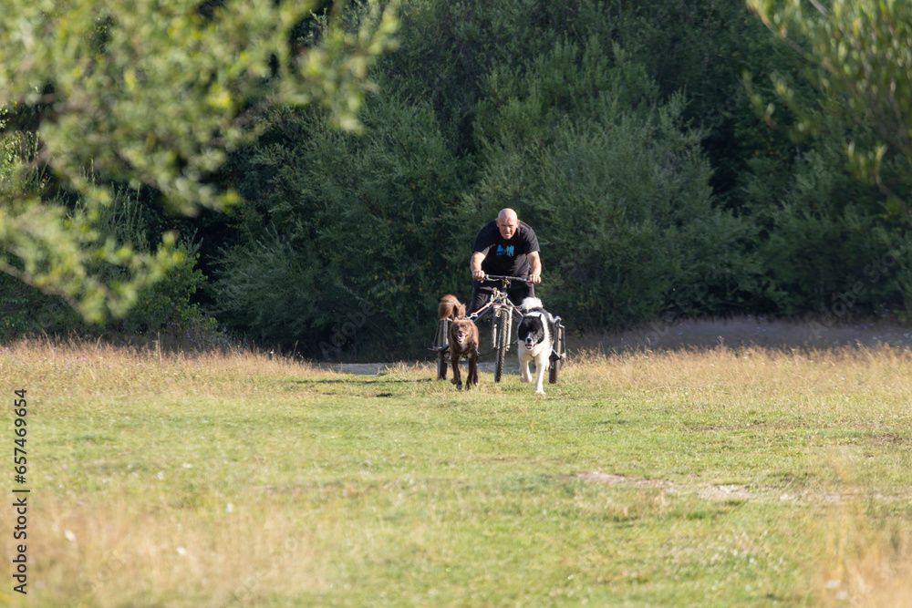 Fototapeta premium dog team with musher pulling bike