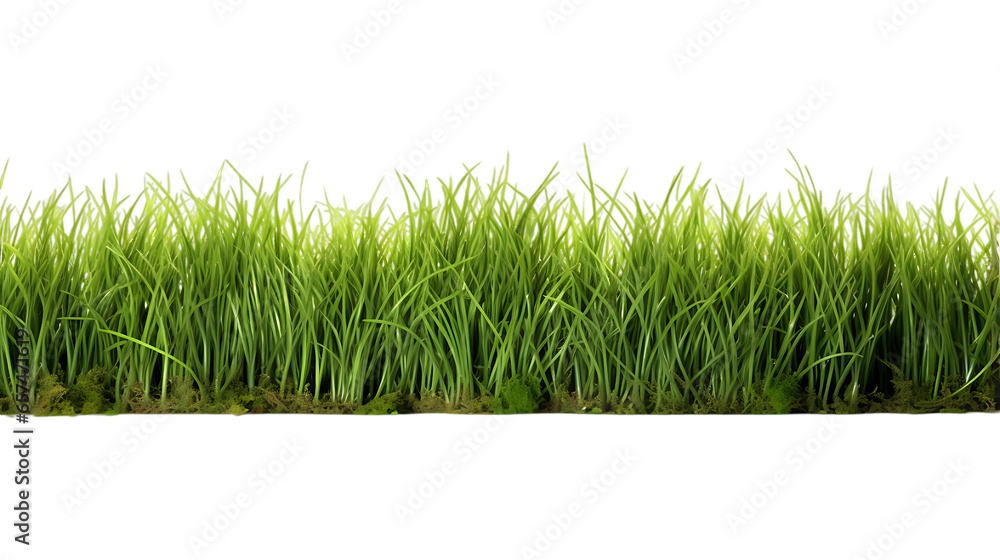 Grass Field Isolated on White Background Grass Field Isolated on White Background
