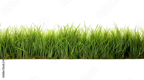 Grass Field Isolated on White Background