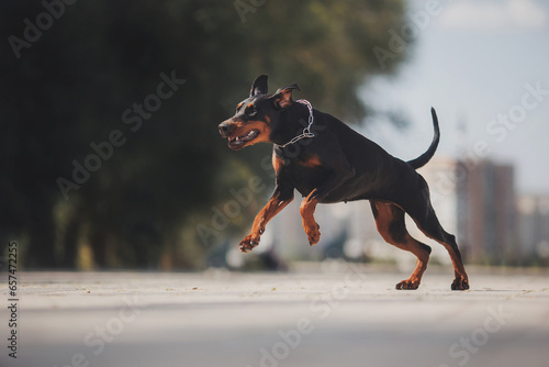 portrait of a Doberman pinscher dog. a dog in the park