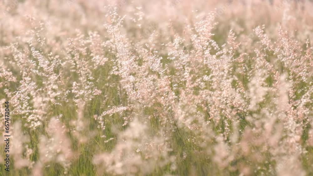 Beautiful flowers field meadow in sunset lights. Slow motion. Beautiful flowers field meadow in sunset lights. Slow motion.