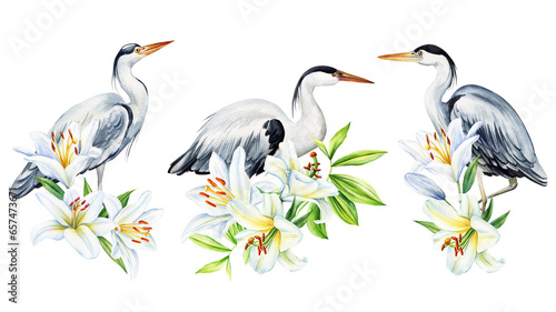 Heron with white lilies. Set of birds with flowers on isolated white background, Hand drawn watercolor illustration