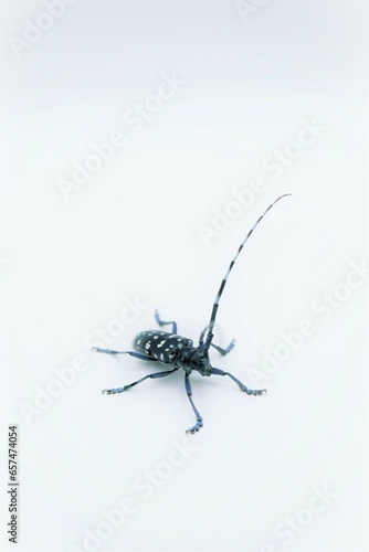 白バックに屋内で撮影した白い斑点のある黒いゴマダラカミキリという虫、縦 © cattosus