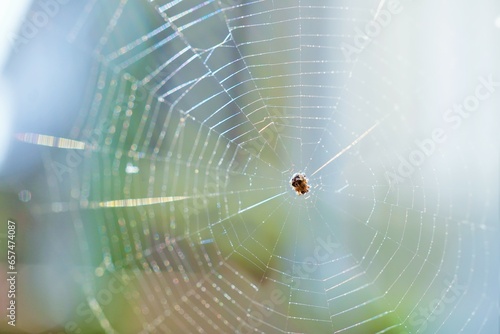 屋外で綺麗に張られた網目模様の蜘蛛の巣の中で獲物を待つ小さな蜘蛛