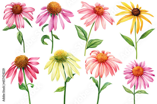 Set Flowers, echinacea on a white background. Watercolor botanical illustration