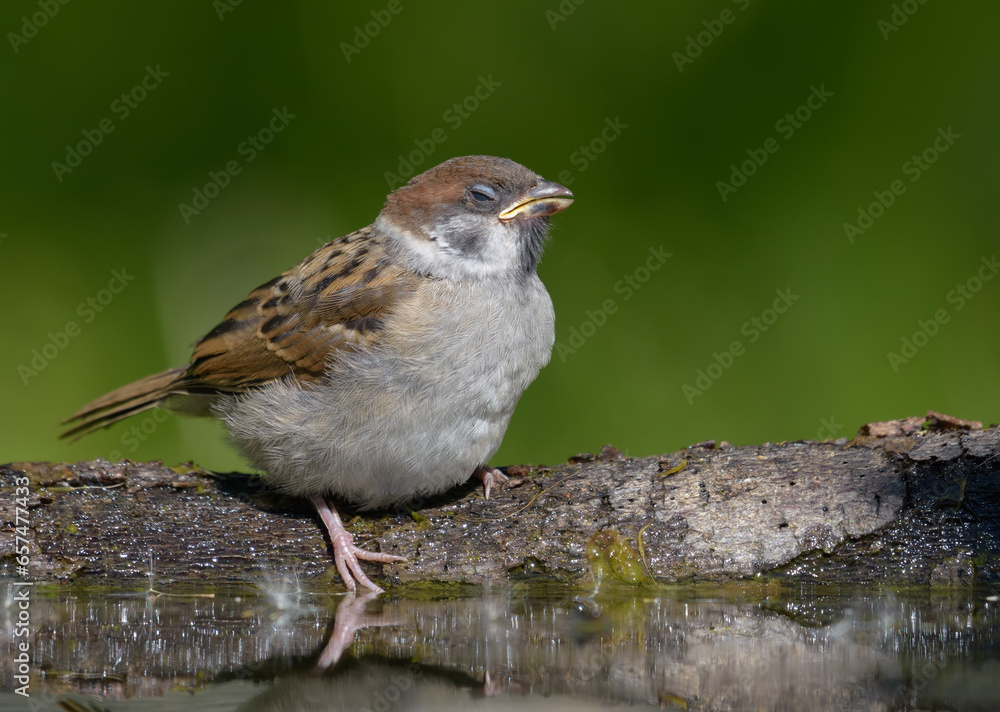 Strange photo of Eurasian tree sparrow (passer montanus) as it rests on the shore with closed eyes Strange photo of Eurasian tree sparrow (passer montanus) as it rests on the shore with closed eyes