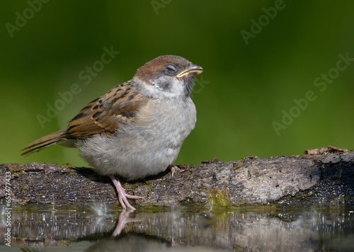 Strange photo of Eurasian tree sparrow (passer montanus) as it rests on the shore with closed eyes 