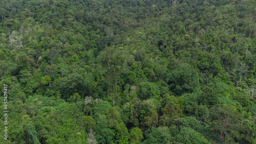 Aerial photo of tropical forest in Aceh Province, Indonesia.	