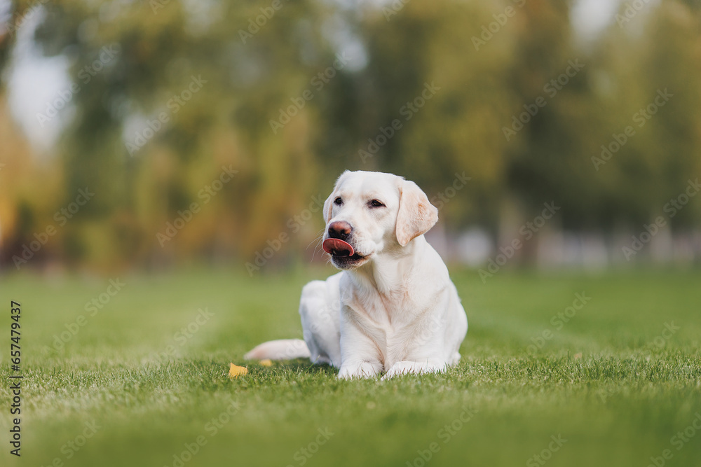 Active labrador retriever dog outdoors in grass park on sunny summer day Active labrador retriever dog outdoors in grass park on sunny summer day