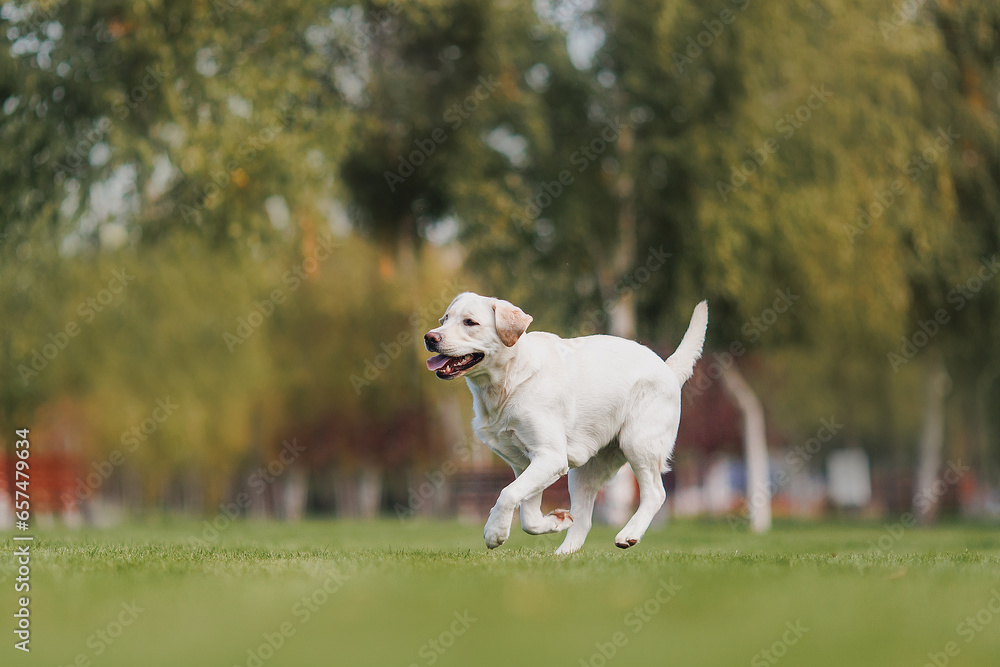 Active labrador retriever dog outdoors in grass park on sunny summer day Active labrador retriever dog outdoors in grass park on sunny summer day