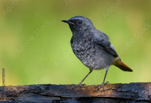 Moulting Male Black Redstart (phoenicurus ochruros) close posing shot with green background 