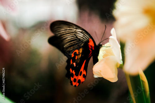 Close up of butterfly with black and red wings near the flower, macro shot photo