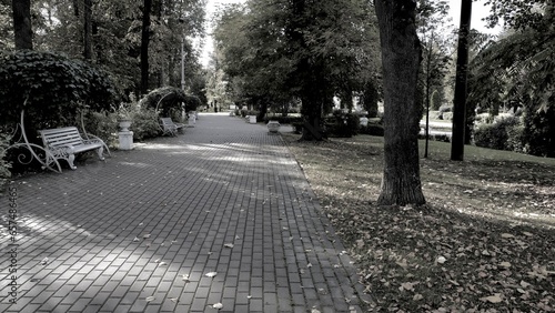 Fototapeta Naklejka Na Ścianę i Meble -  Autumn alley in the park with white benches in the afternoon in sunny weather, monochrome photo