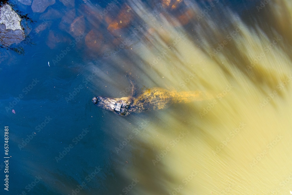 Aerial view of an American Alligator