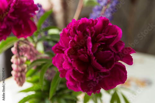 Bright burgundy peonies on a light background.