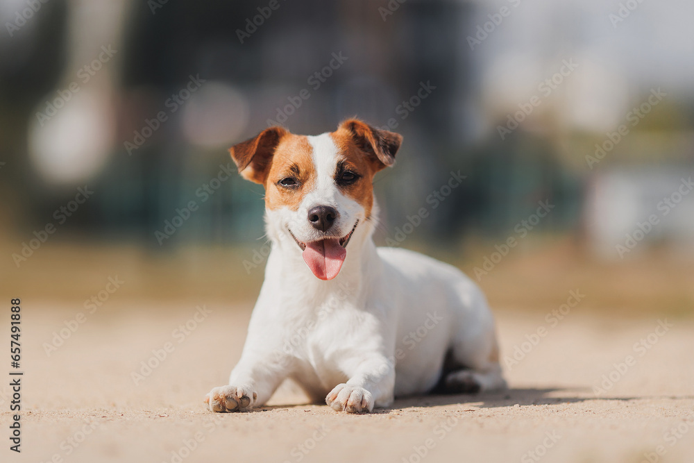 Happy Jack Russell Terrier's little dog on a run in the park Happy Jack Russell Terrier's little dog on a run in the park
