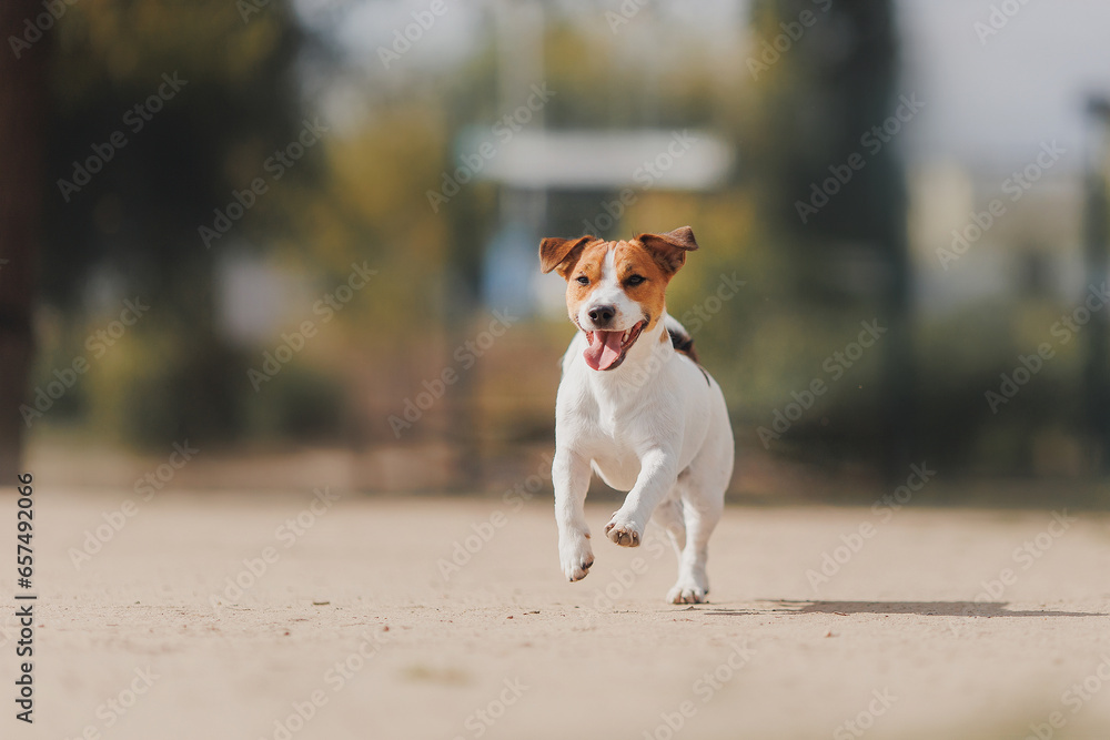 Happy Jack Russell Terrier's little dog on a run in the park Happy Jack Russell Terrier's little dog on a run in the park