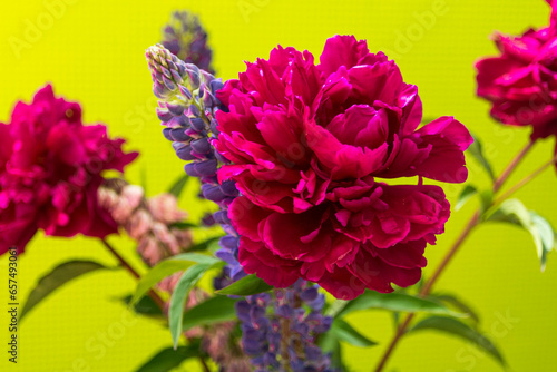 Beautiful flowers in a bouquet on a pistachio green background.