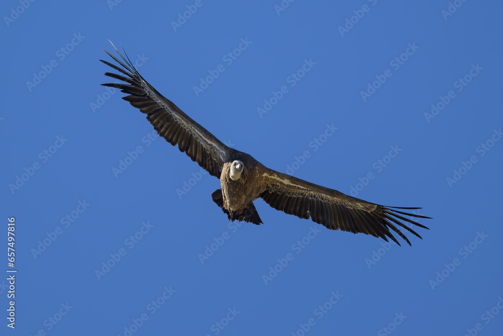 Naklejka premium Buitre leonado en la Sierra de Guadarrama