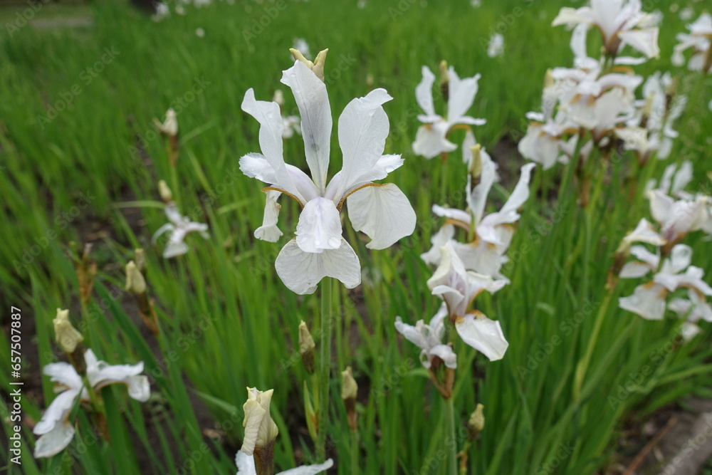Fototapeta premium Close view of white flower of Siberian iris in May
