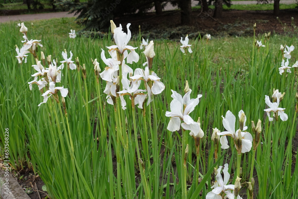 Multiple white flowers of Siberian irises in May