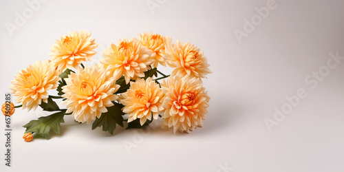 Chrysanthemum flowers on a white background with copy space.