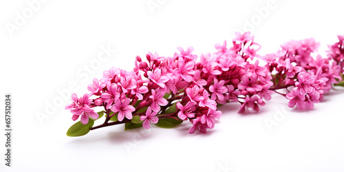 Centranthus ruber flowers on a white background with copy space.