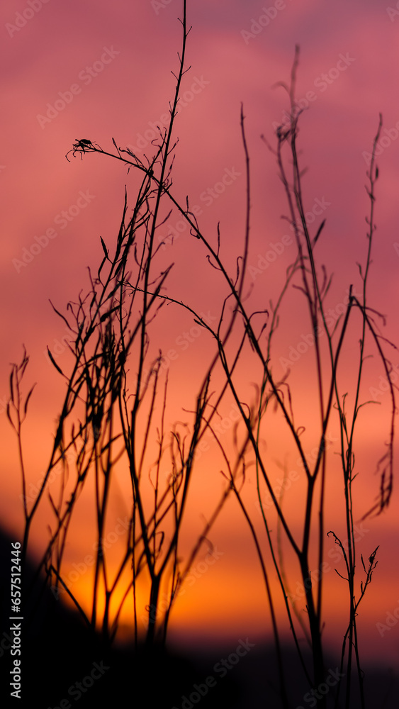 dried silhouette of a tree in sunset dried silhouette of a tree in sunset