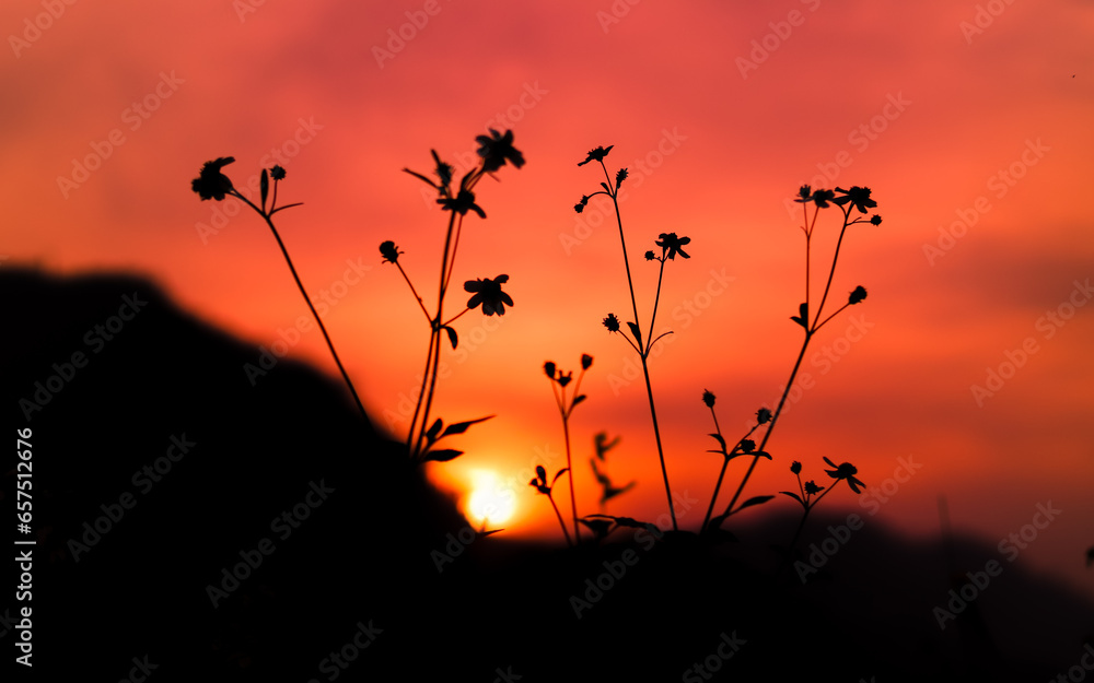 Obraz premium silhouette of grass in sunset background