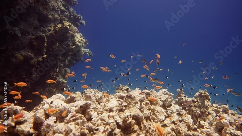 A group of half and half chromic swim together with dozens of Sea Goldies at a coral reef in the Red Sea. photo