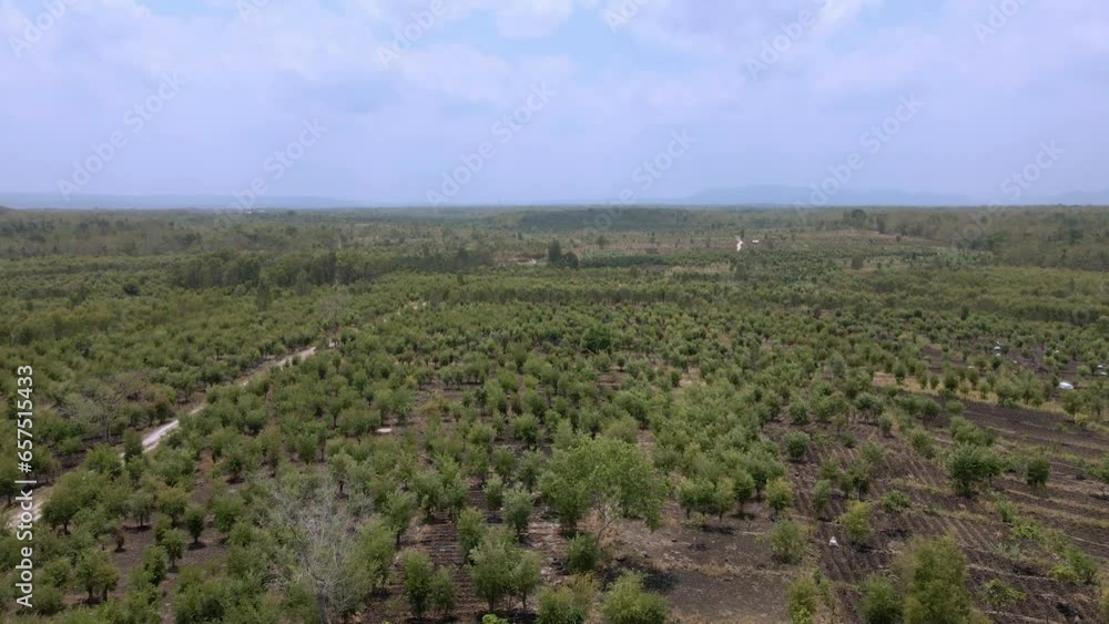 Aerial view of large Eucalyptus plantation in Indonesia with cloudy sky Aerial view of large Eucalyptus plantation in Indonesia with cloudy sky
