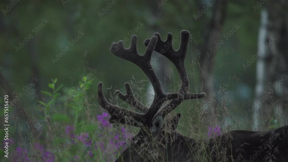 Deer Graze on Blades of Grass, Vangsvik, Norway - Close Up Deer Graze on Blades of Grass, Vangsvik, Norway - Close Up